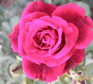 Rosa