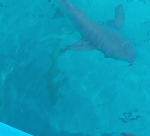 Tauchen Embudu Süd-Malé-Atoll