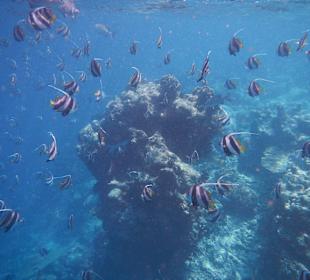 Wunderschönes Aussenriff 