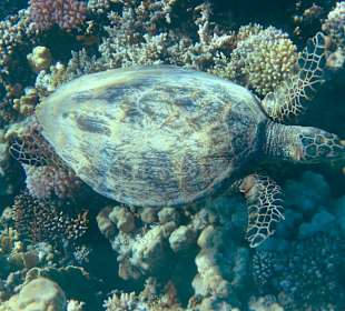 Schildkröte im Stehbereich