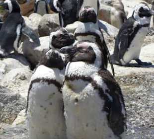 Stoney Point African Penguin Breeding Colony