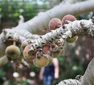 Jardín de Aclimatación de La Orotava