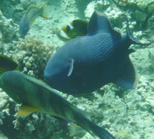 Unterwasserwelt am Hausriff