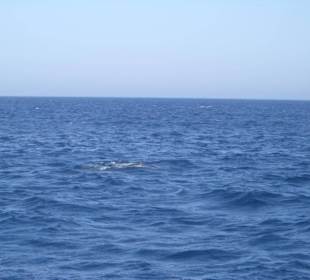 Ausflug Giftun Insel