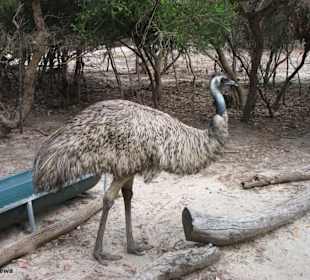 Emu