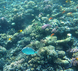 Hausriff - iPhone 5 im DiCAPac Plastik Case