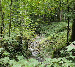Über den Bergwald-Erlebnispfad hoch zum Frillensee