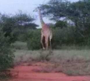 Safari ,Giraffe vor der Sentrim Lodge Tsavo East