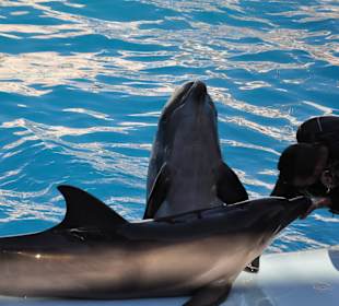 Dolphin Sharm elshiek show