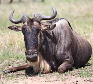 Gnu