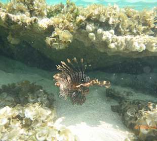 Rotfeuerfisch Paradiesbucht im Süden