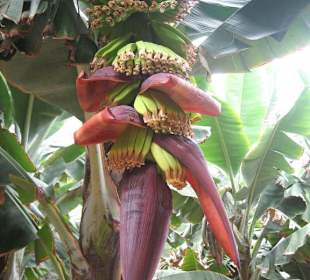 Parque Norte - Bananenstaude