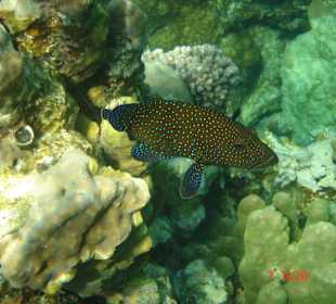 Hotel Pensee Azur Resort