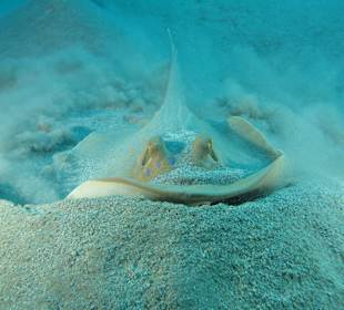 Tauchbasis Extra Divers Makadi