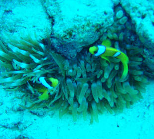 "Nemo" beim Tauchgang