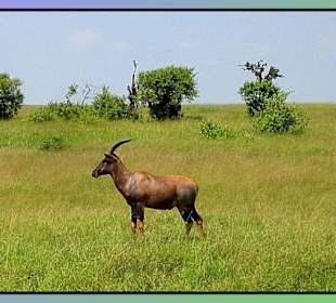 Halbmondantilope