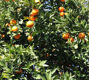 Orangen