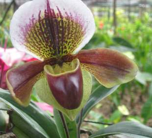 Anathurienplantage