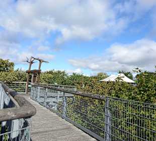 Nationalpark Hainich-Baumkronenpfad