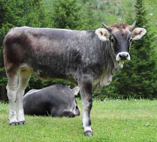 Kühe 