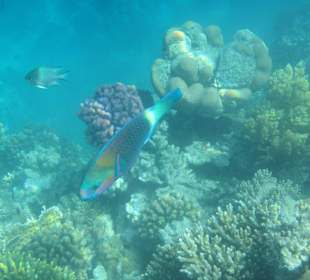 Hausriff Arabia Azur Resort