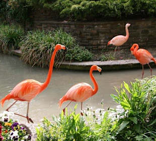 Flamingos