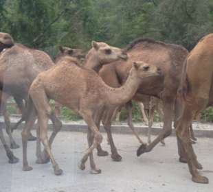 Naturschutzgebiet Jebel Samhan