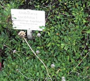 Alpinum