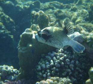 Maskenkugelfisch am Hausriff Hotel Iberotel Lamaya Resort