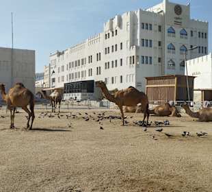 Zentrum Doha