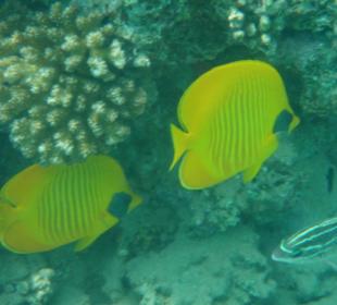 Этот яркий подводный мир