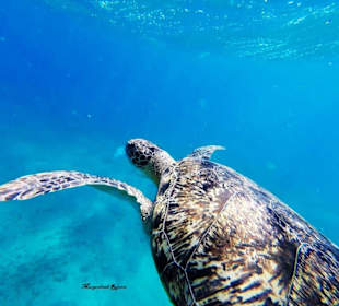 Schnorcheln mit Schildkröten-Ägypten-Rotes Meer 