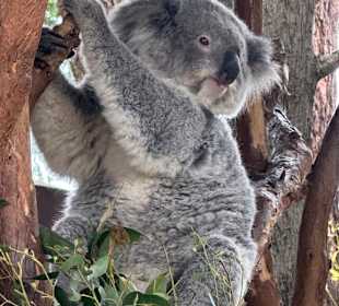 Featherdale Wildlife Park