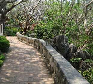 Frei lebende Affen auf dem Berg