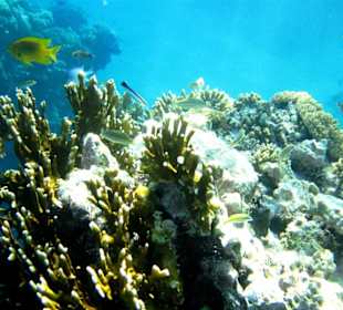 Unterwasserwelt Haussriff