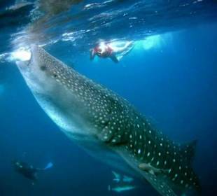 Walhaischwimmen.  Total ungefährlich.  Und so toll