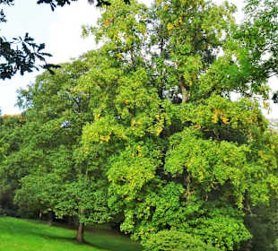 Rundgang durch Knoops Park im Herbst