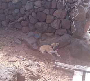 Coffee der getreue Vierbeiner