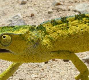 Chamäleon überquert die Piste - sehr langsam