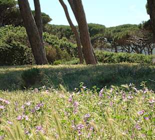 Golf von Baratti / Baratti-Strand