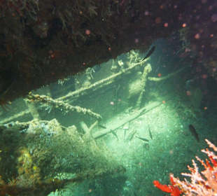 Tauchen am Wrack der Fähre in der Bucht Samana