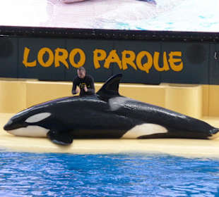 Orca Show