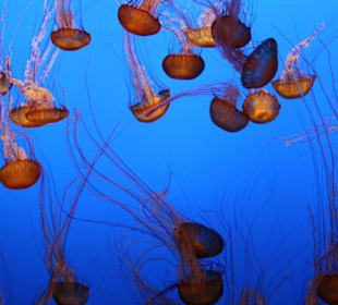 Monterey Bay Aquarium 