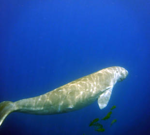 Schnorcheln Marsa Alam