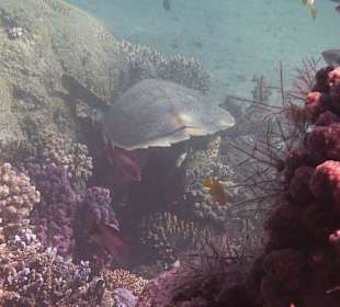 Schnorcheln am Hausriff