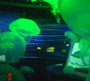 California Academy of Sciences