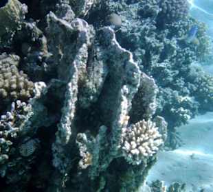 Hausriff Fort Arabesque