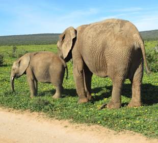 Elefanten im Addo Park