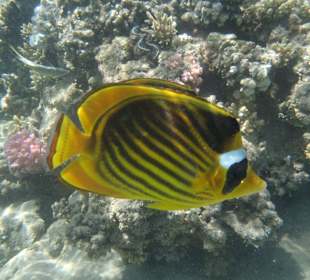 Fischvielfalt im Roten Meer