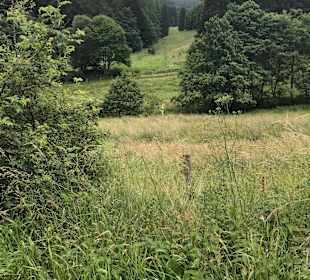 Wandern Willingen